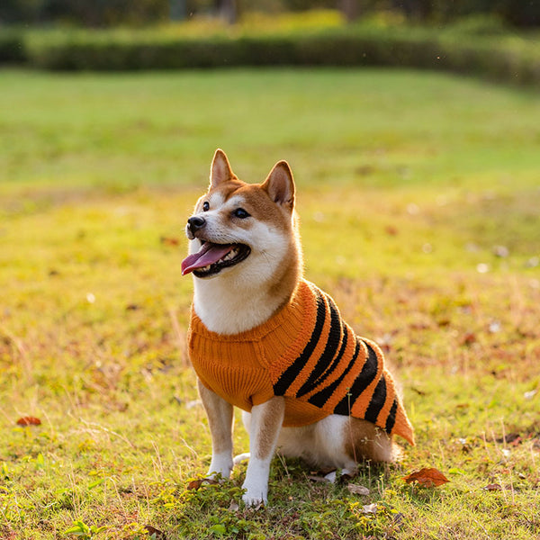 Halloween Pet Costumes Pumpkin Sweater